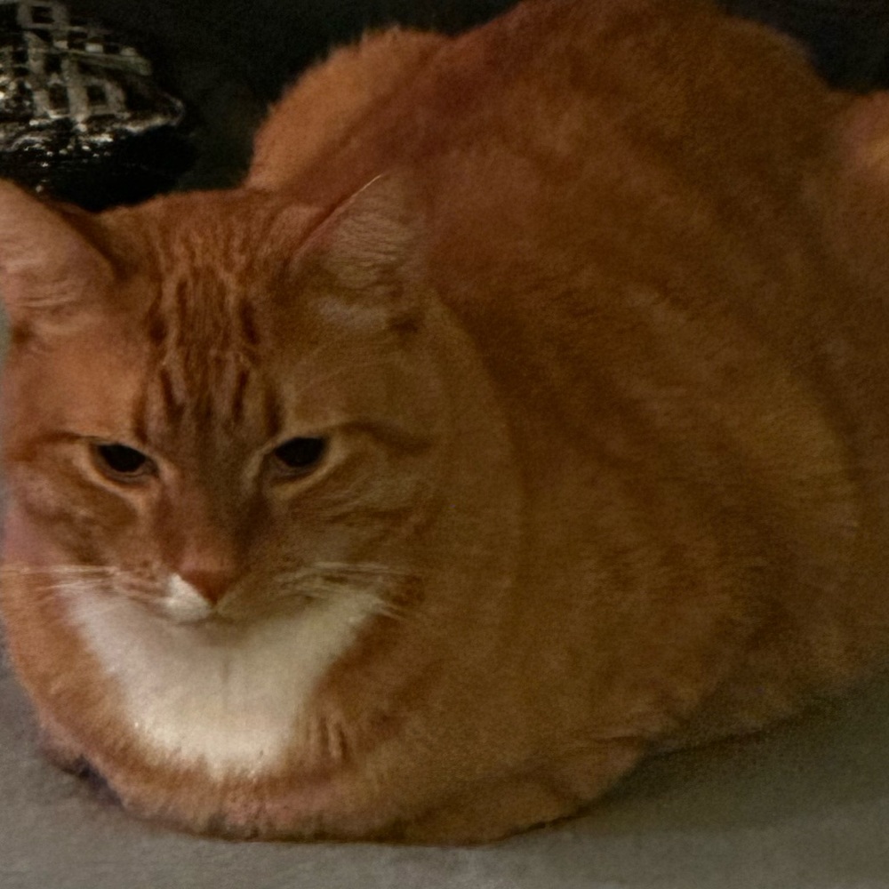 Meet your Posher, Penelope